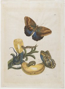 Banane e lucertola blu, 1705-71